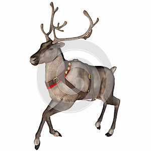 Reindeer 3