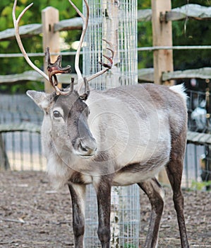 Reindeer