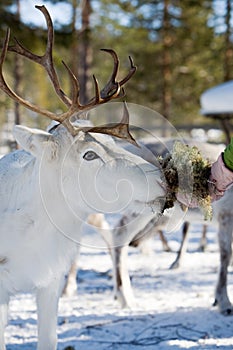 Reindeer