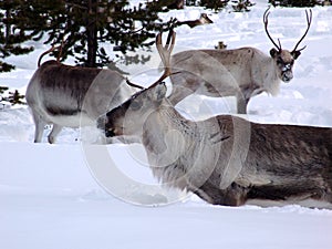 Reindeer