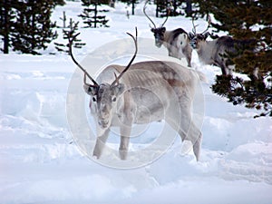 Reindeer