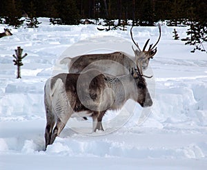 Reindeer