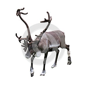 Reindeer