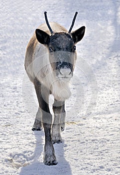 Reindeer