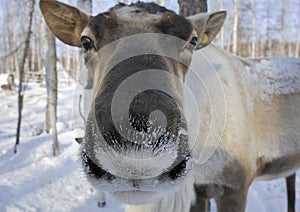 Reindeer photo