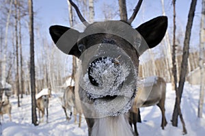 Reindeer