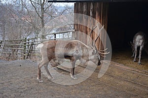 Reindeer against the background of an old wooden house