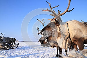 Reindeer against the blue sky
