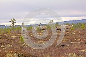 Reindeer alert when danger threatened