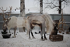Reindeer animals in the zoo aviary in winter feeding