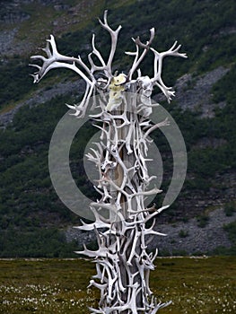 Reindeer antlers collection