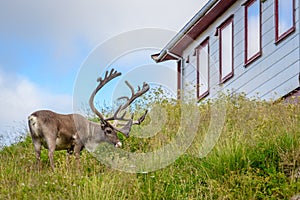 Reindeer with antlers eating grass outside house in village, Finnmark, Norway
