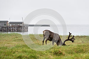Reindeer with antlers grazing on the Arctic tundra