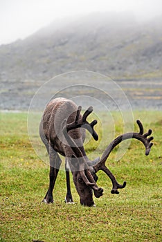 Reindeer with antlers grazing on the Arctic tundra