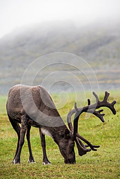 Reindeer with antlers grazing on the Arctic tundra