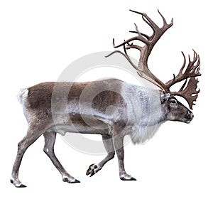 Reindeer with antlers isolated on the white background