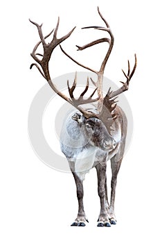 Reindeer with antlers isolated on the white background