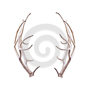 Reindeer Antlers Isolated on White photo