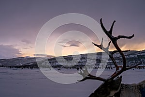 Reindeer antlers in a winter landscape