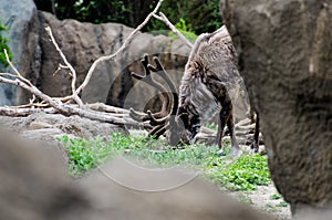 Reindeer at the Assiniboine Park Zoo, Winnipeg, Manitoba, Canada