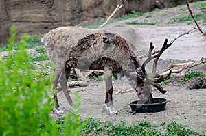 Reindeer at the Assiniboine Park Zoo, Winnipeg, Manitoba, Canada