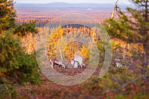 The reindeer in the autumn forest in Lapland with beautiful evening light, Riisitunturi national park