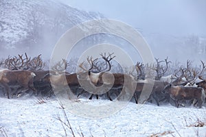 Reindeer on a background of snow and forest photo