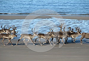 Reindeer on the beach