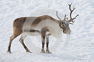 Reindeer