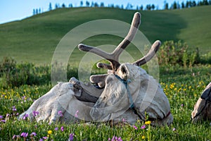 Reindeer belonging to Tsaatan herders of northern Mongolia photo
