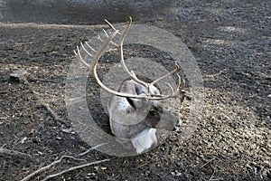Reindeer with big antlers is resting on the ground