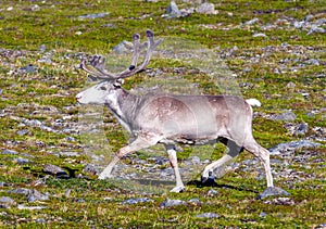 Reindeer in summer arctic