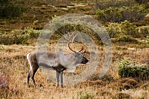 Reindeer bull