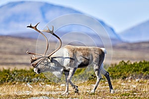 A reindeer bull in Scandinavia's mountain region
