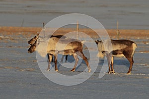 Reindeer, Caribou, Iceland