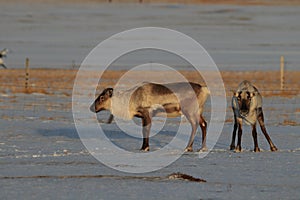 Reindeer, Caribou, Iceland