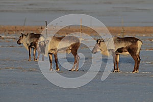 Reindeer, Caribou, Iceland