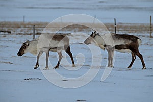 Reindeer, Caribou, Iceland