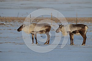 Reindeer, Caribou, Iceland