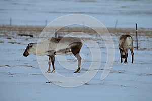 Reindeer, Caribou, Iceland