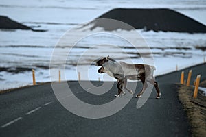 Reindeer, Caribou, Iceland