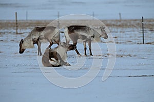 Reindeer, Caribou, Iceland