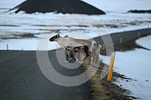 Reindeer, Caribou, Iceland