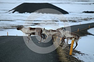 Reindeer, Caribou, Iceland