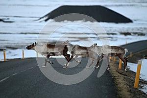 Reindeer, Caribou, Iceland