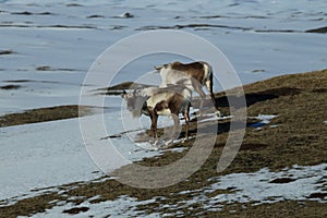 Reindeer, Caribou, Iceland