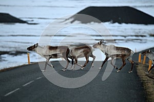 Reindeer, Caribou, Iceland