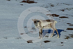 Reindeer, Caribou, Iceland