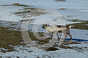 Reindeer, Caribou, Iceland