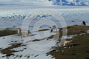 Reindeer, Caribou, Iceland